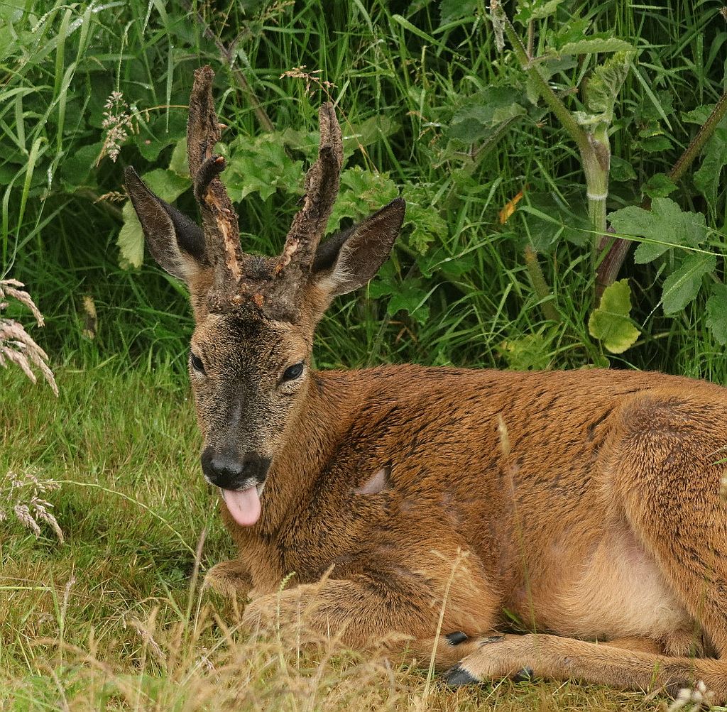 Male Roe Deer  